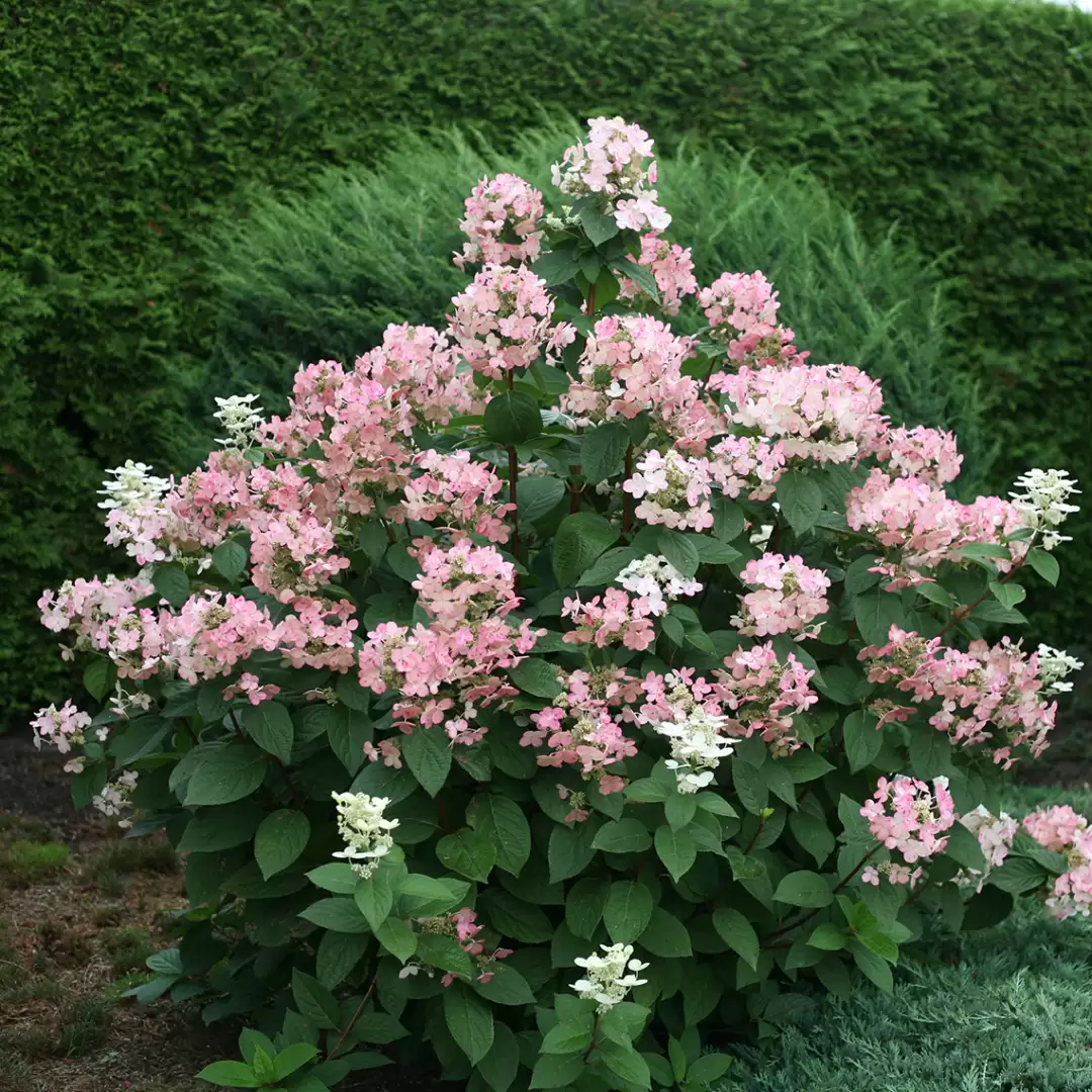 A specimen of Quick Fire panicle hydrangea that is just starting to take on its red coloration